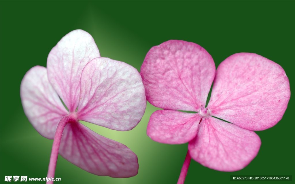 情侣花