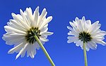 情侣花