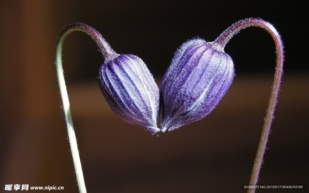情侣花