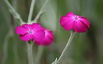 情侣花