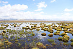 花湖沼泽