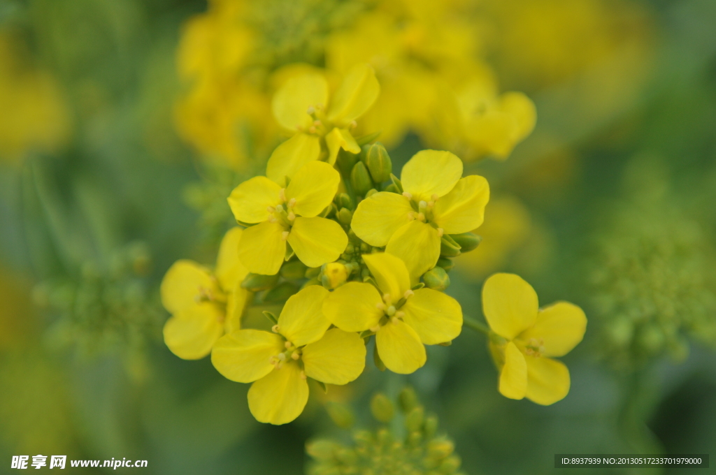油菜花