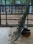 孔雀开屏