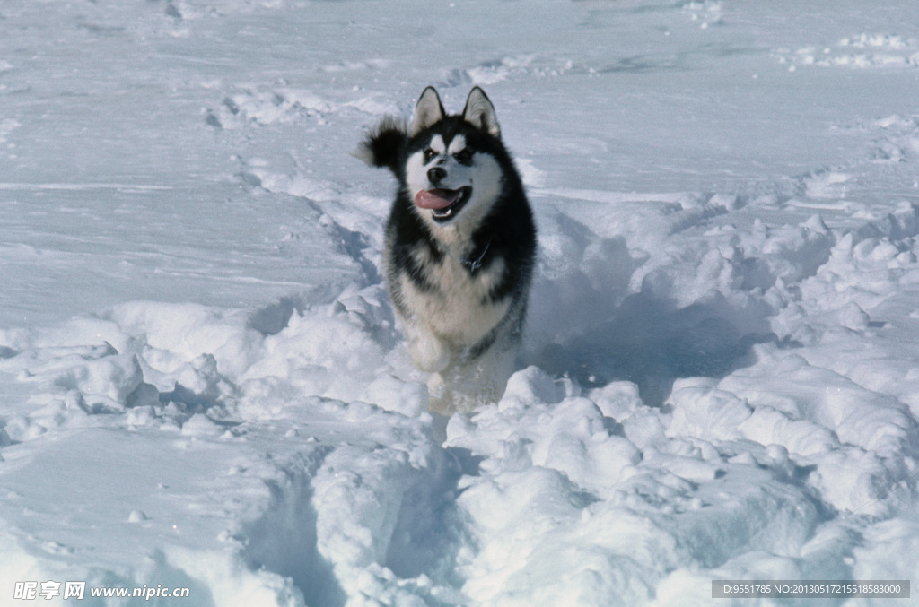 雪橇犬