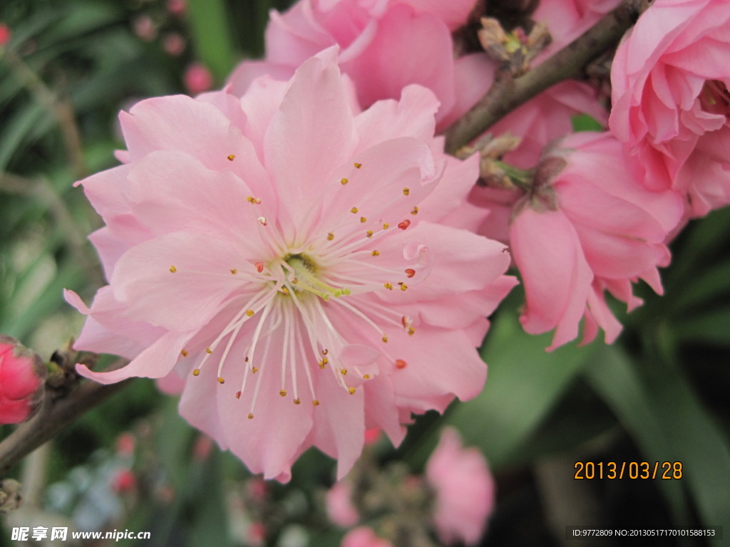 桃花