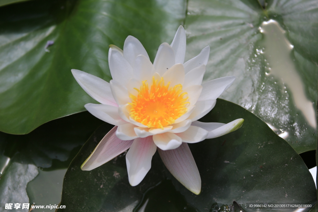 睡莲花