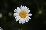 白菊