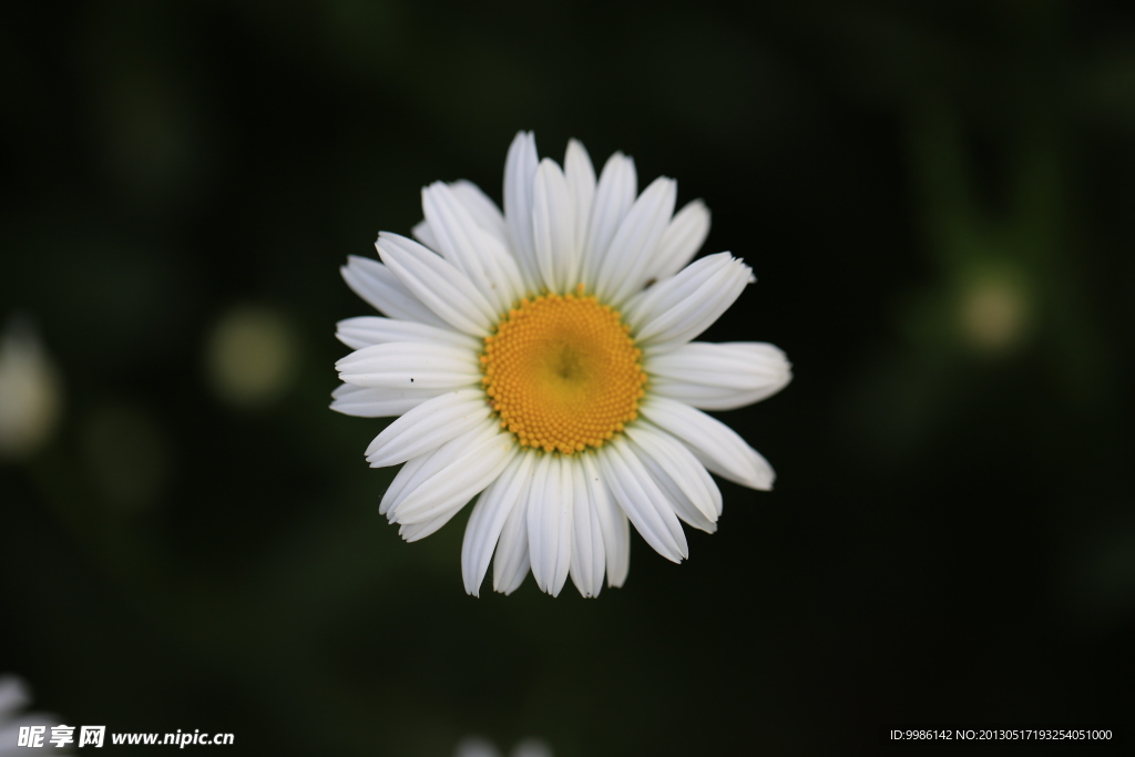 白菊