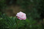 芍药