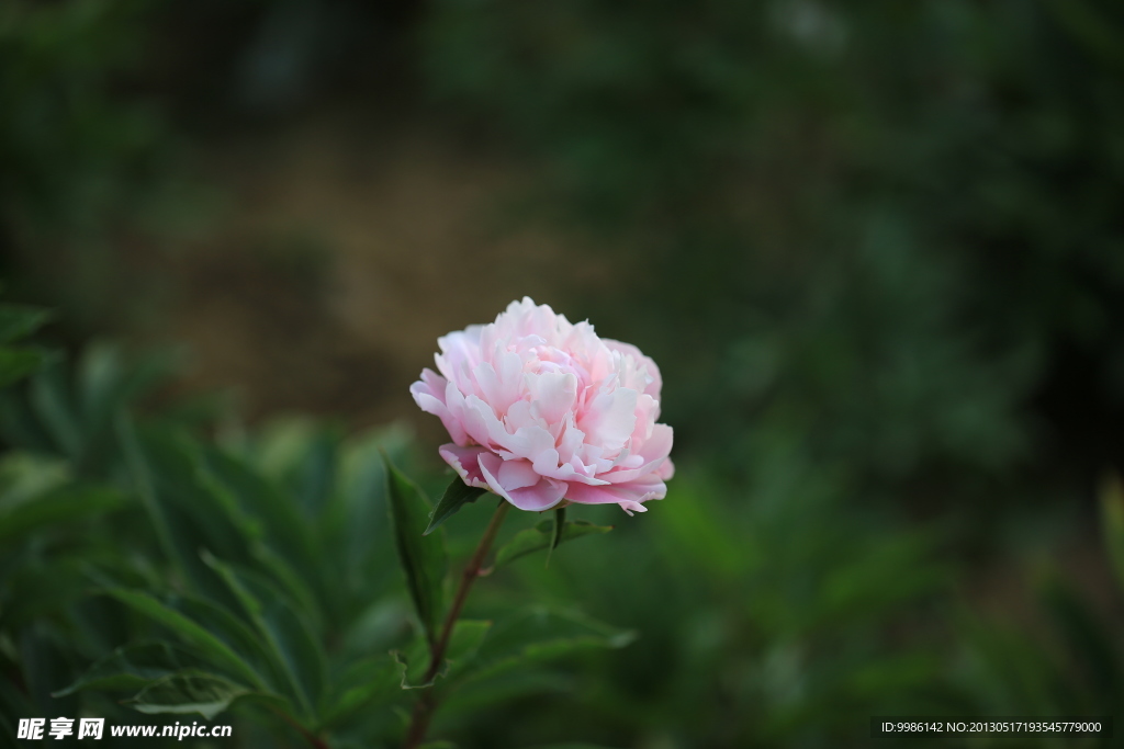 芍药