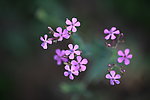 千屈菜