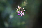 千屈菜