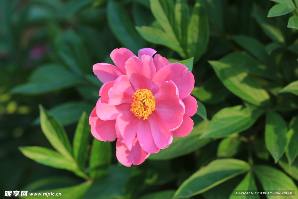 芍药