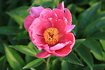 芍药