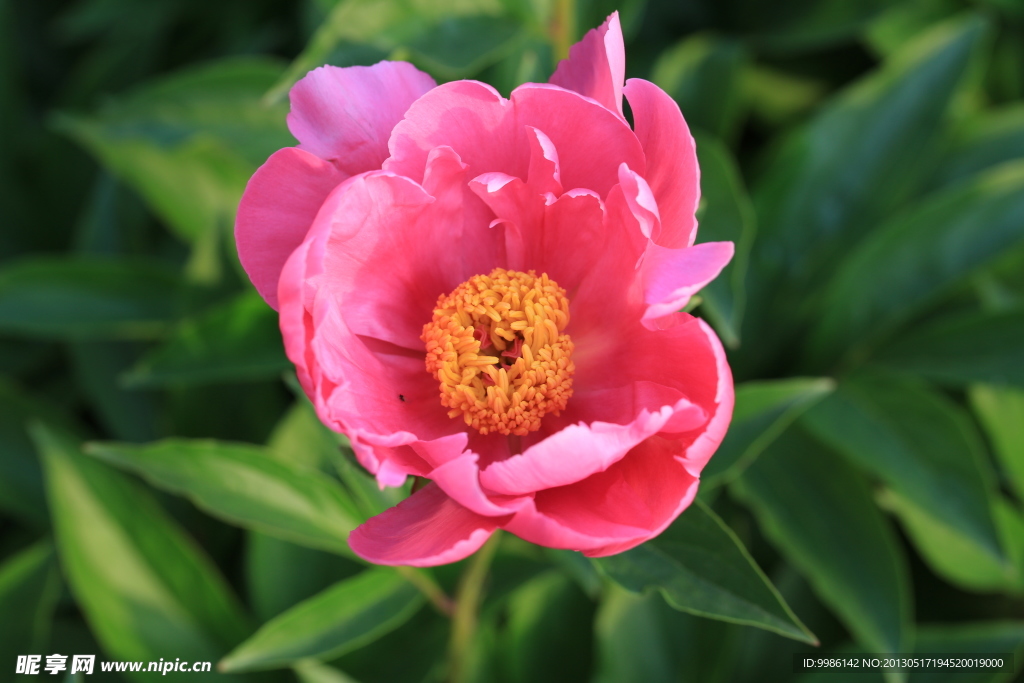 芍药