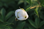 芍药