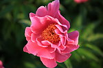 芍药