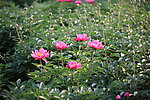芍药