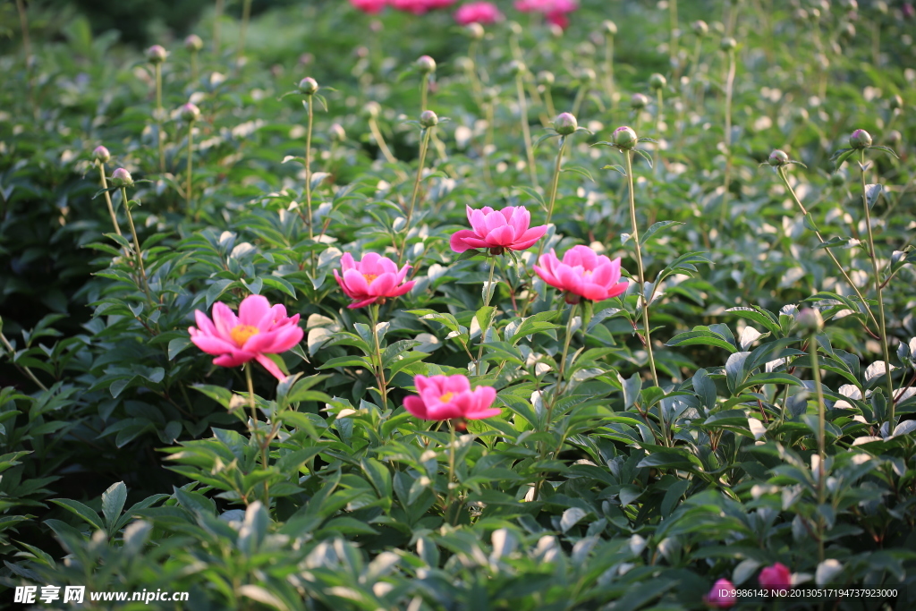 芍药