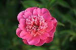 芍药