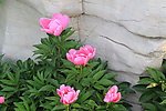 芍药