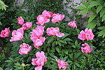 芍药