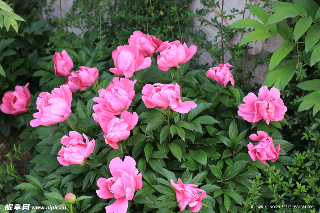芍药