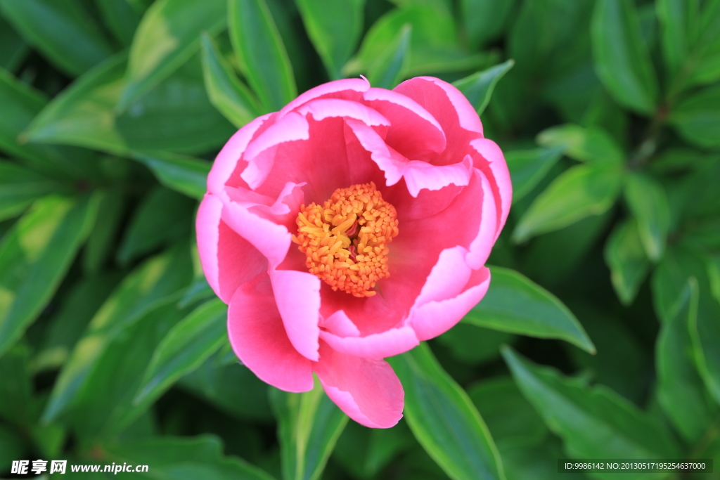 芍药