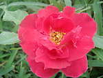 北京市花 月季