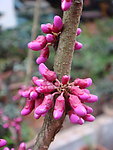 小花