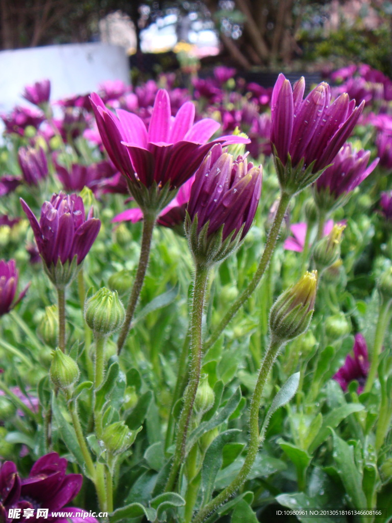 非洲菊