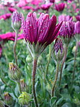 非洲菊