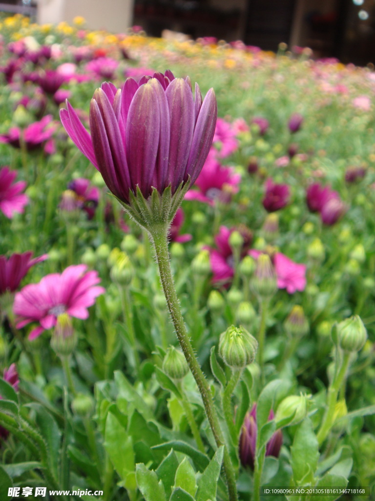 非洲菊