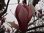 玉兰花