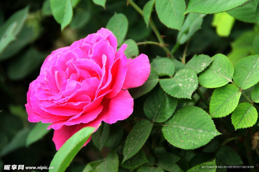 月季花