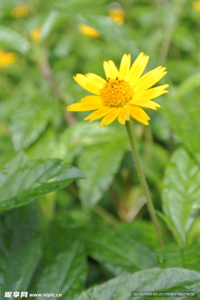 小黄花