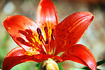 楼前百合花