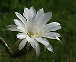 仙人球花
