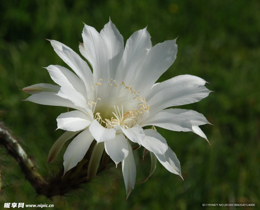 仙人球花