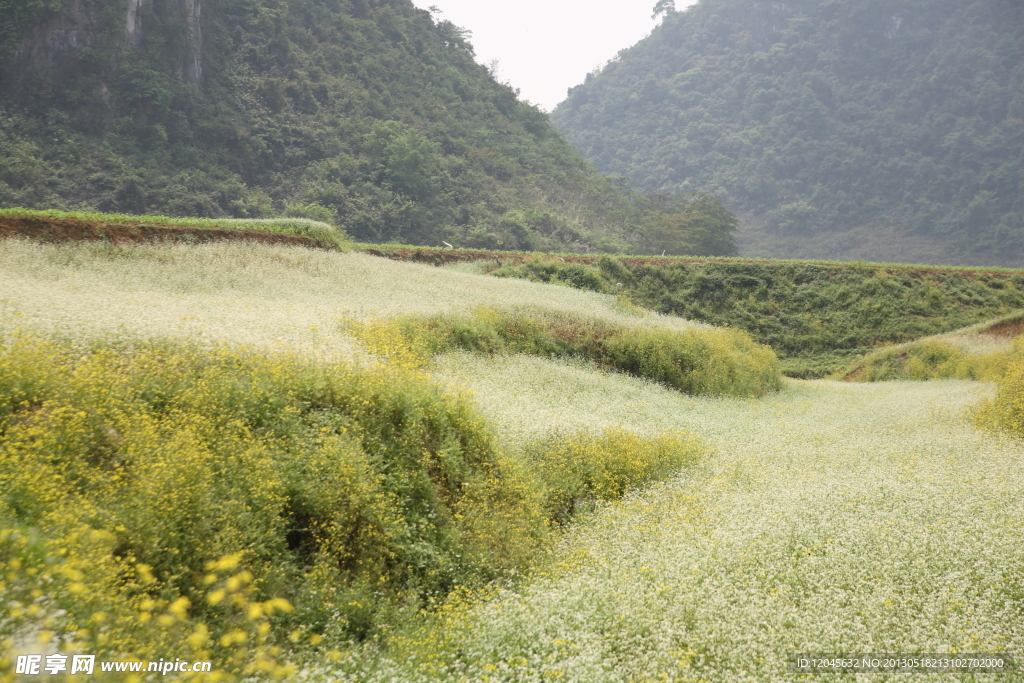 荞麦花海 小黄花