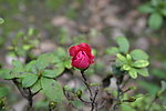 茶花