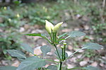 生长的小辣椒