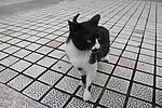 神气的猫