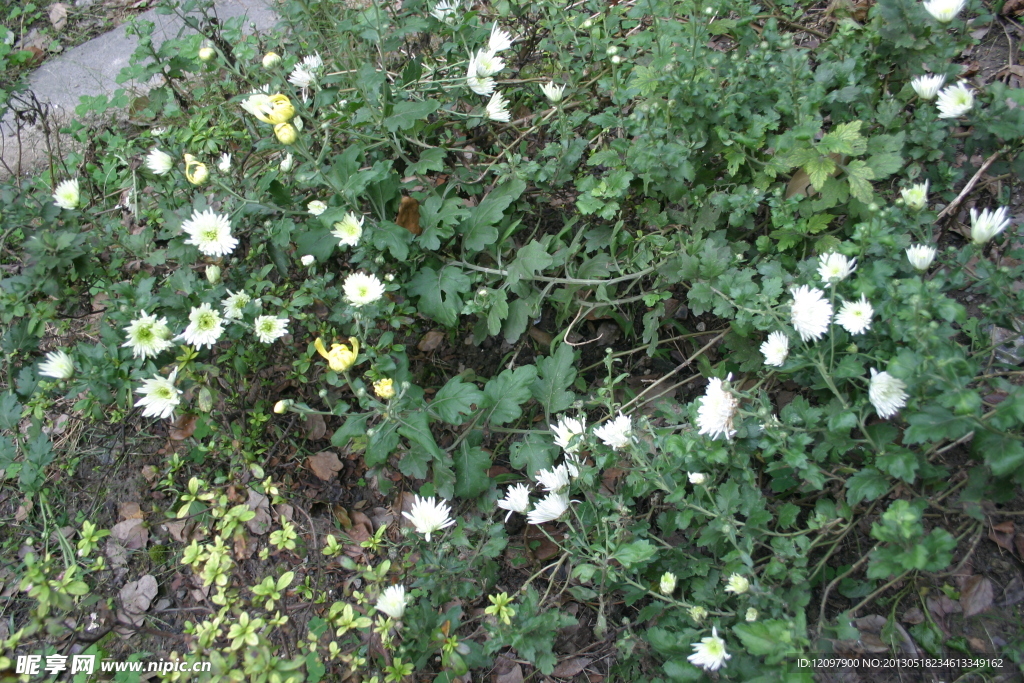 绽放 菊花
