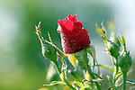月季花