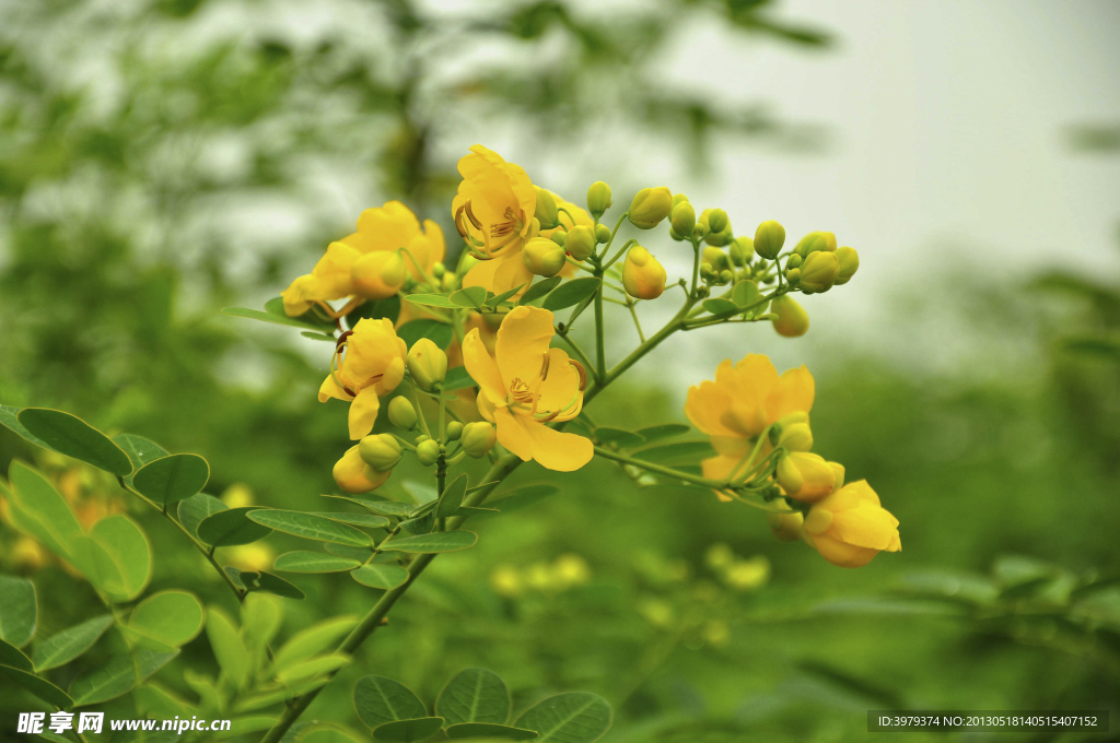 鲜花写真