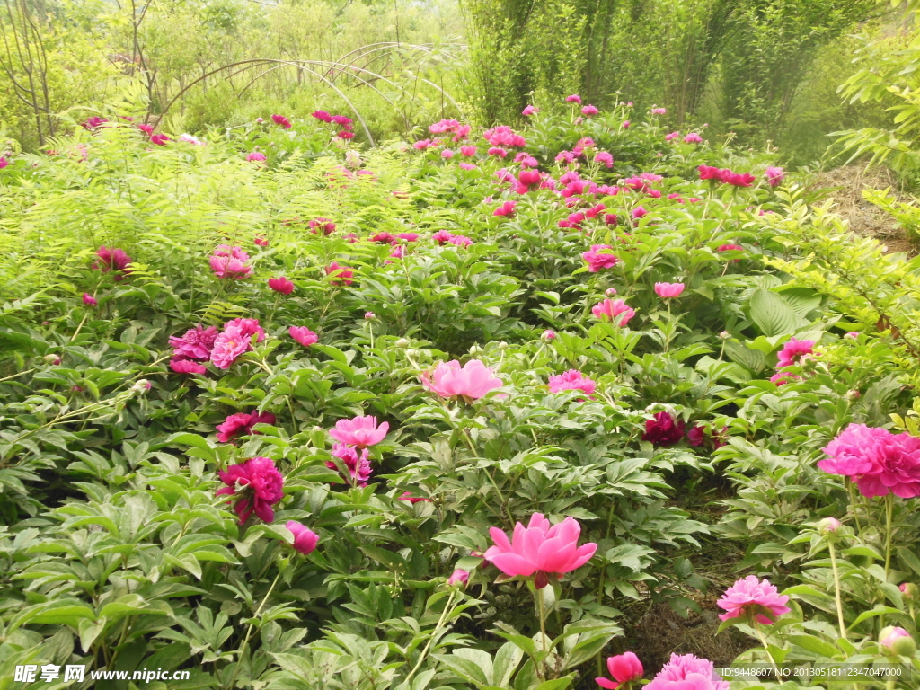 芍药花