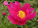 芍药花
