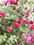 月季花