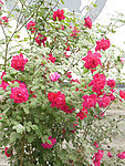 月季花